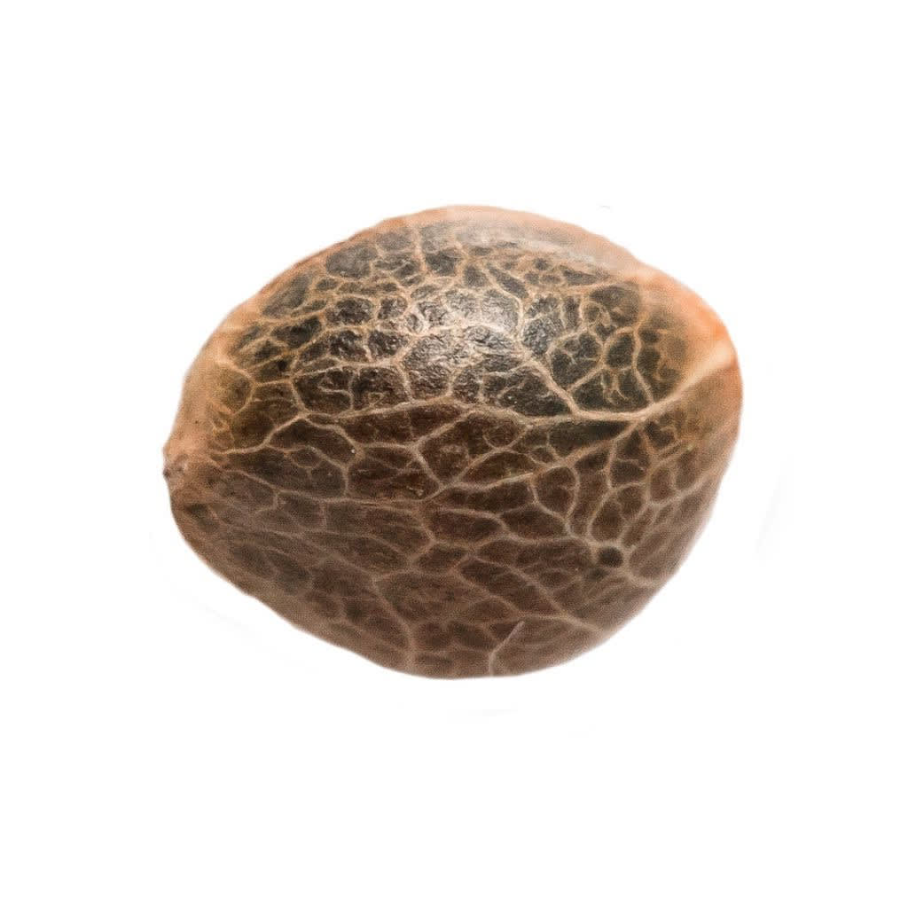 34 Street Seed Co. - Garlic Cookies Seeds - 5 Pack