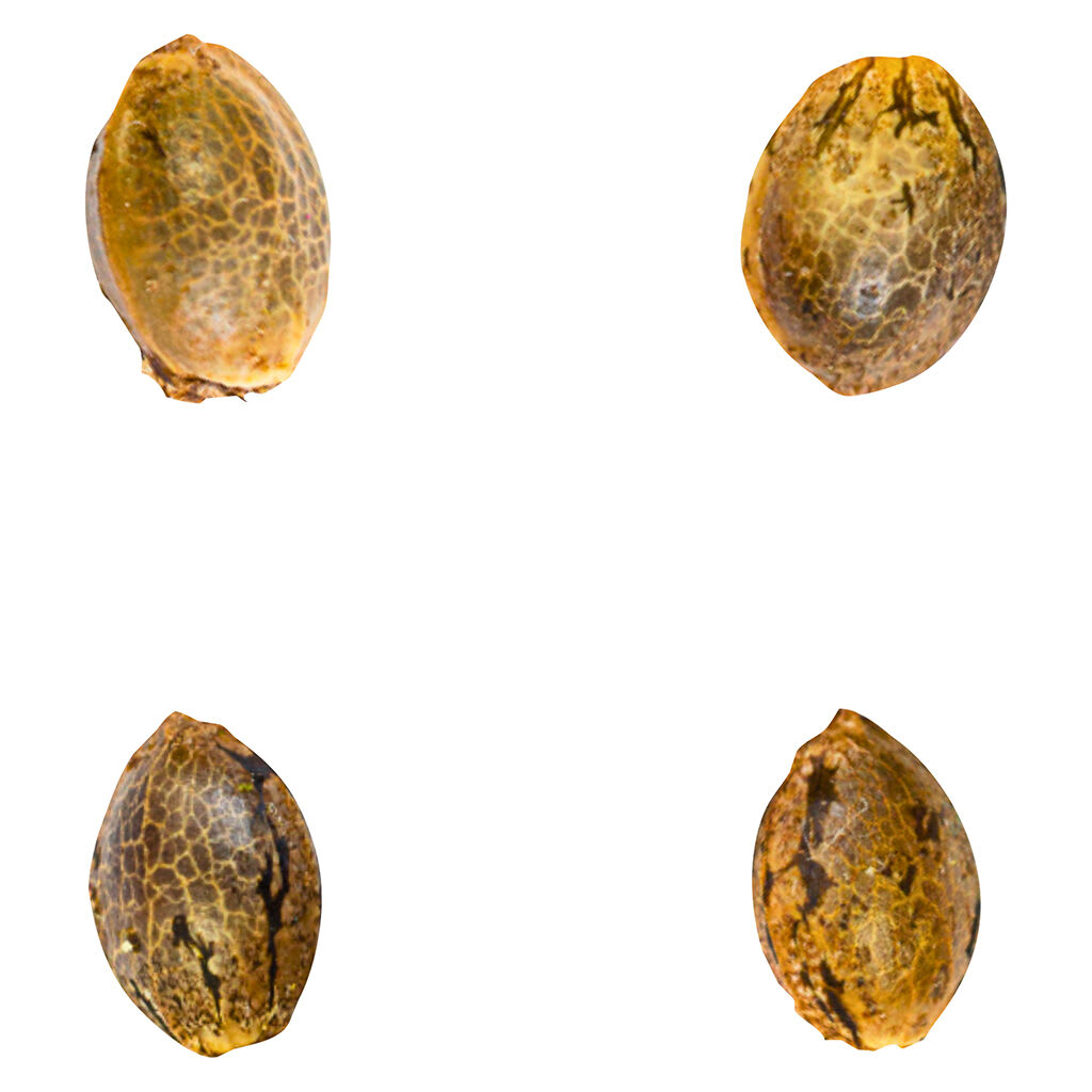 Green Rose Seeds - Gry Pytn X Crashed Out Cookies (fem Seeds) - 4 Pack