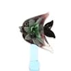 Animal Dabber - 5.5 - Fish