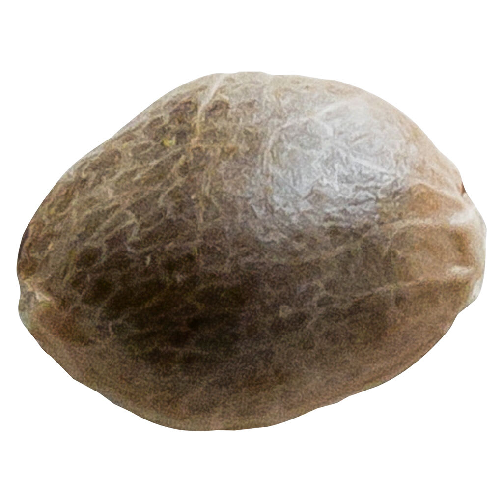 34 Street Seed Co. - Bubba Cheese 5 Pack Seeds