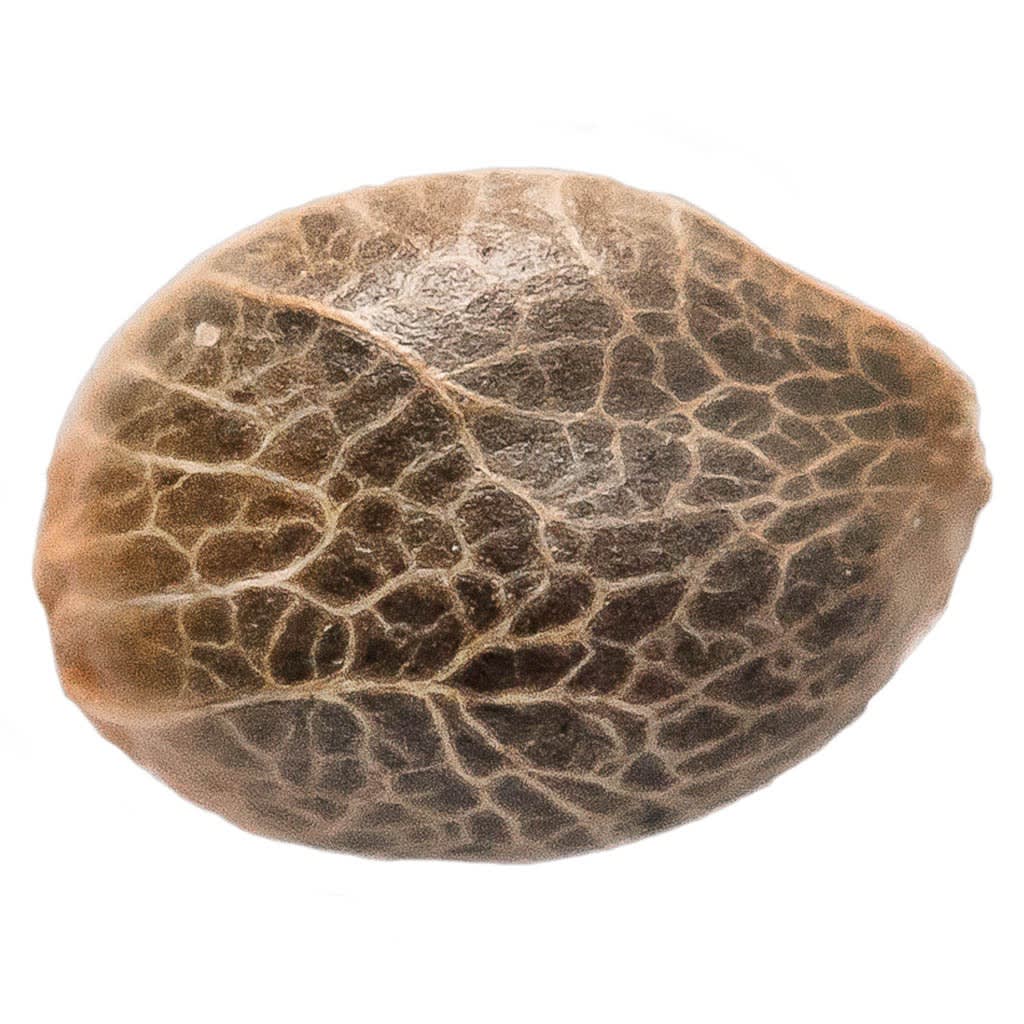 34 Street Seed Co. - Bubba Kush Seeds (Feminized) 5 Pack Seeds