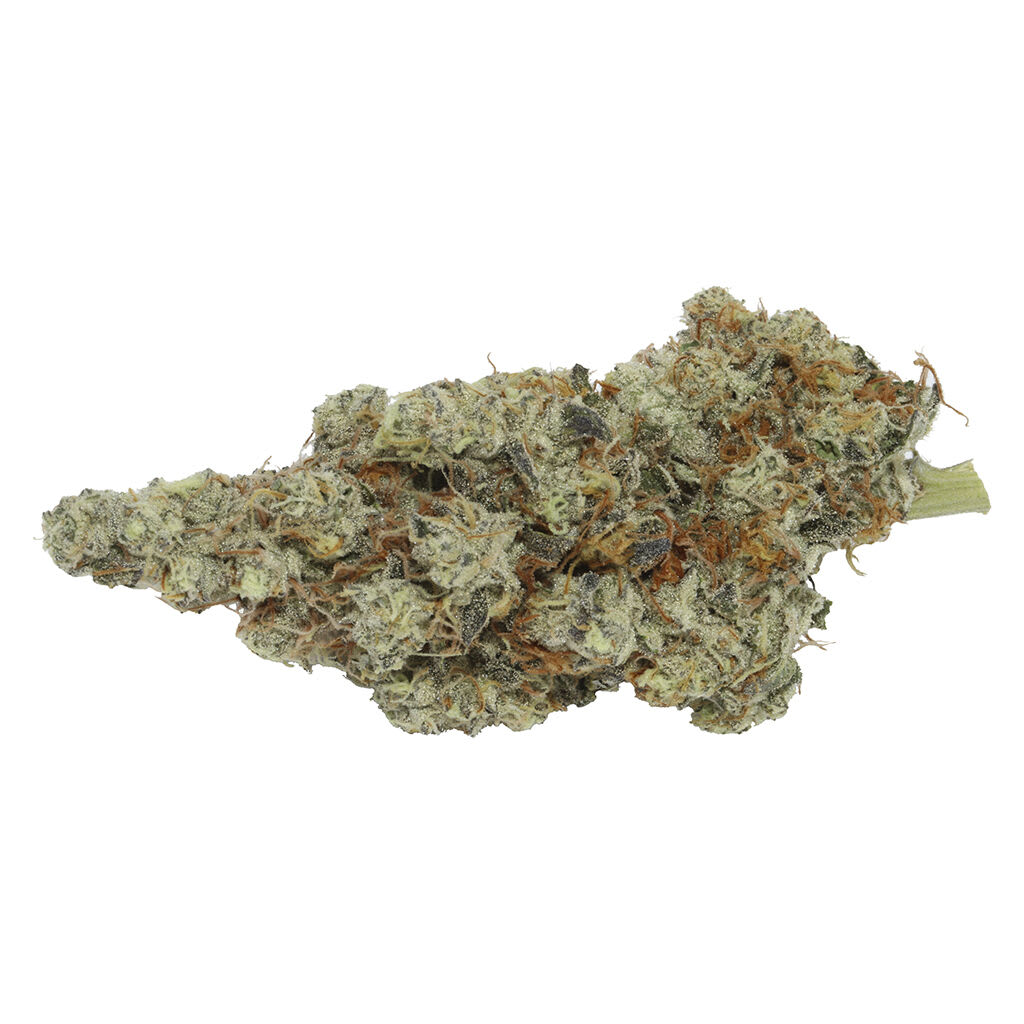 Carmel - Northern Tropic - 7g